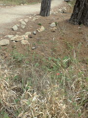 Phalaris californica