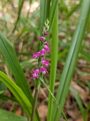 Spiranthes australis