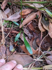 Spiranthes australis