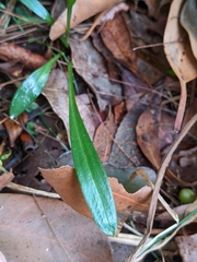 Spiranthes australis
