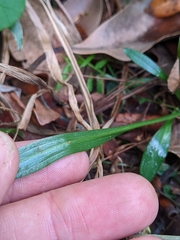 Spiranthes australis