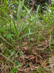 Spiranthes australis