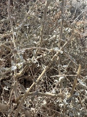Atriplex torreyi