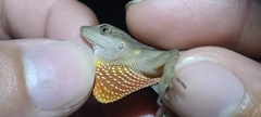Anolis gaigei