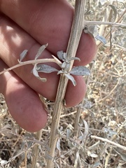 Atriplex torreyi