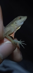 Anolis gaigei