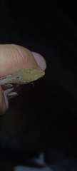 Anolis gaigei