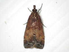 Eudonia asterisca