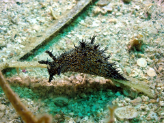 Bursatella hirsuta