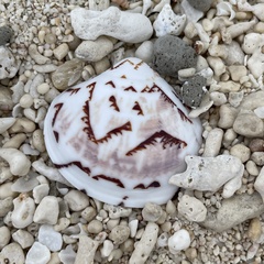 Lioconcha castrensis