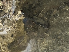 Parablennius laticlavius