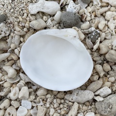 Lioconcha castrensis