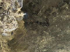 Parablennius laticlavius