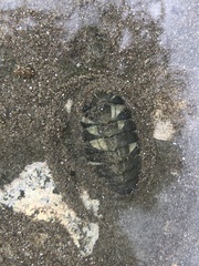 Chiton glaucus