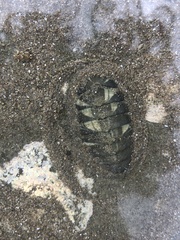 Chiton glaucus