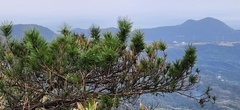 Pinus luchuensis