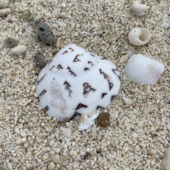 Lioconcha castrensis