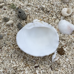 Lioconcha castrensis