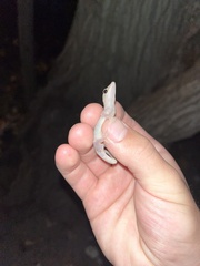 Lepidodactylus lugubris