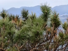 Pinus luchuensis