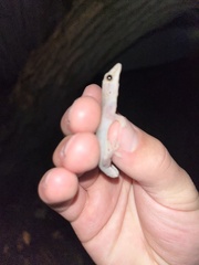 Lepidodactylus lugubris