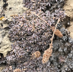 Petrophytum caespitosum caespitosum