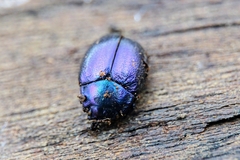 Chrysolinina