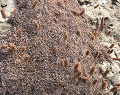 Petrophytum caespitosum caespitosum