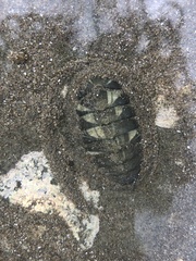 Chiton glaucus