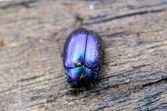 Chrysolinina