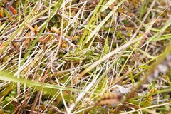Sigaus campestris