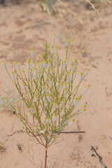 Pimelea trichostachya