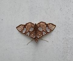 Glyphodes canthusalis