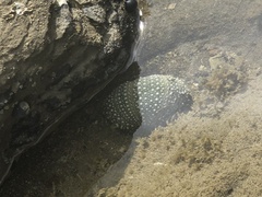 Evechinus chloroticus
