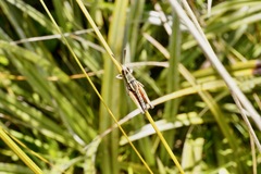 Sigaus australis