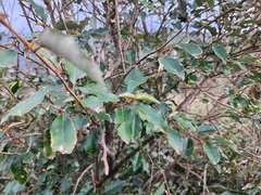 Elaeagnus thunbergii