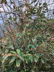Elaeagnus thunbergii