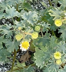 Perityle emoryi