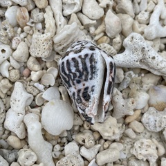 Conus chaldaeus