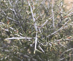 Cercocarpus intricatus