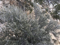 Cercocarpus intricatus