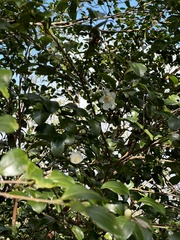 Camellia brevistyla