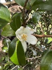 Camellia brevistyla