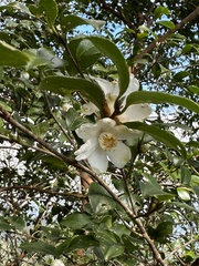 Camellia brevistyla