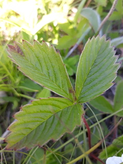 Fragaria orientalis