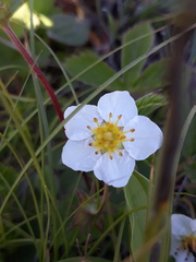 Fragaria orientalis