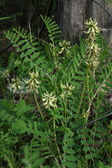 Astragalus schelichowii