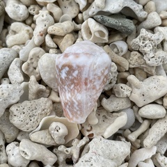 Conus fulgetrum