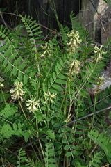 Astragalus schelichowii