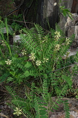 Astragalus schelichowii